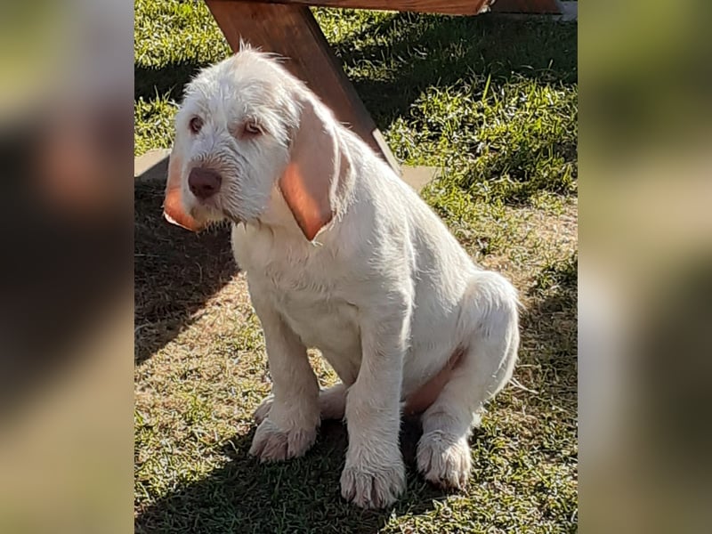 Spinone Italiano weiß/orange - WELPEN