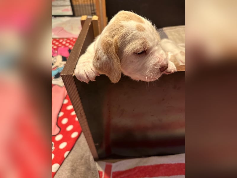 Spinone Italiano weiß/orange - WELPEN