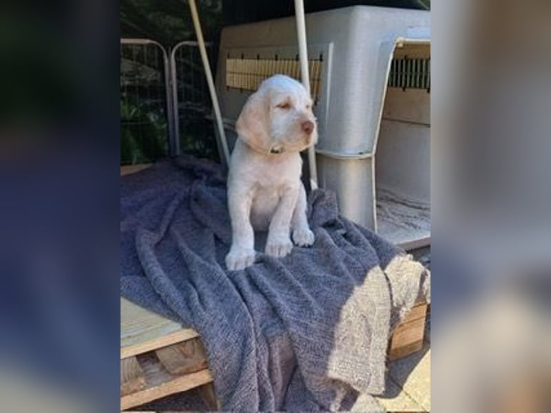 Spinone Italiano weiß/orange - WELPEN