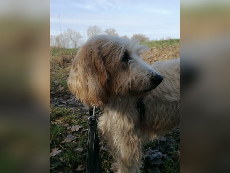 Faryd - (DRINGEND Pflegestelle gesucht) hätte er nicht endlich irgendwo ankommen dürfen?