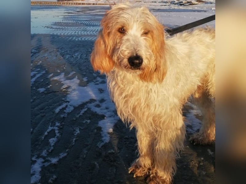 Faryd - hätte er nicht endlich irgendwo ankommen dürfen?