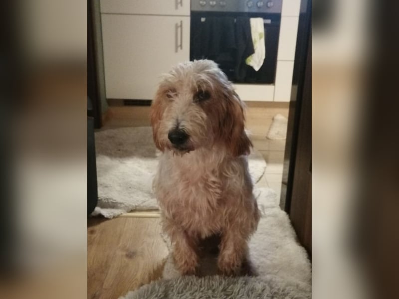 Faryd - (DRINGEND Pflegestelle gesucht) hätte er nicht endlich irgendwo ankommen dürfen?