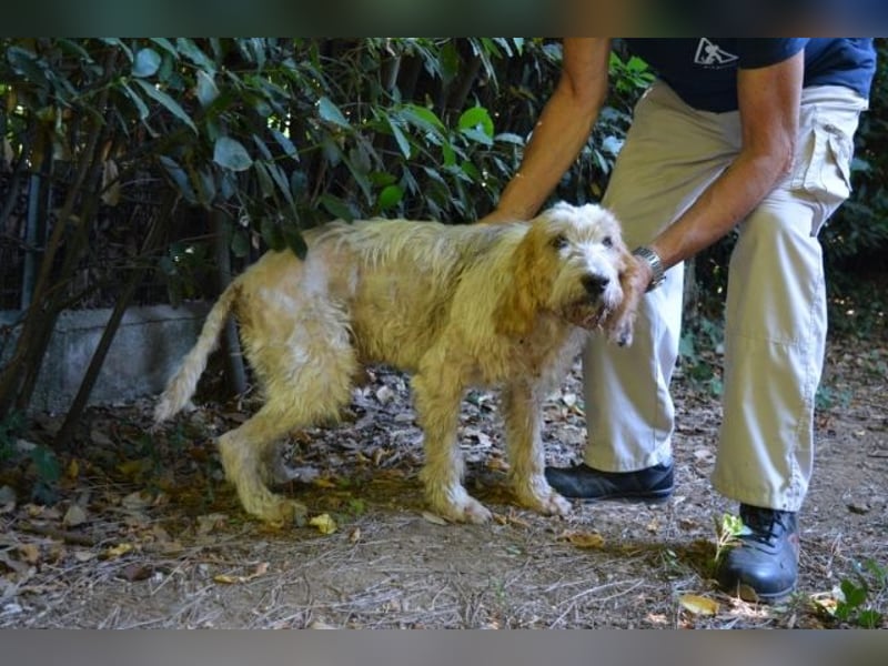 Faryd - hätte er nicht endlich irgendwo ankommen dürfen?