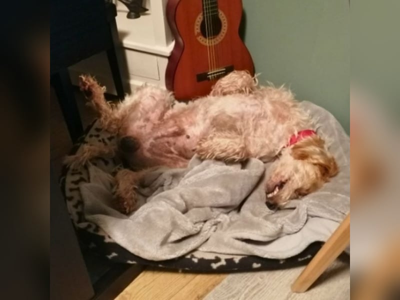 Faryd - hätte er nicht endlich irgendwo ankommen dürfen?