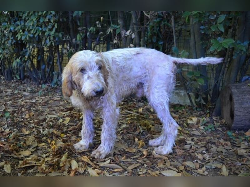 Faryd - hätte er nicht endlich irgendwo ankommen dürfen?