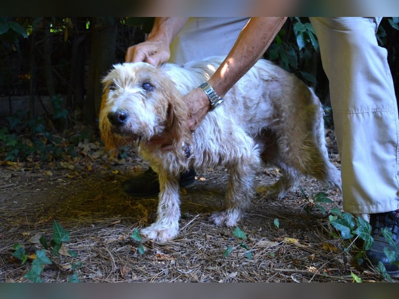 Faryd - (DRINGEND Pflegestelle gesucht) hätte er nicht endlich irgendwo ankommen dürfen?