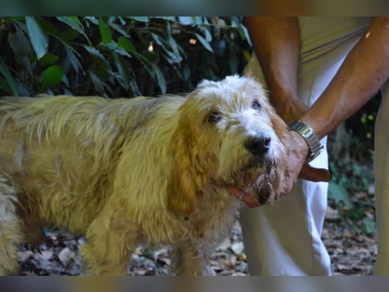 Faryd - hätte er nicht endlich irgendwo ankommen dürfen?