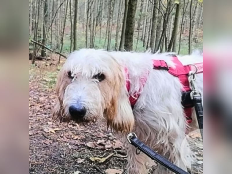 Faryd - hätte er nicht endlich irgendwo ankommen dürfen?