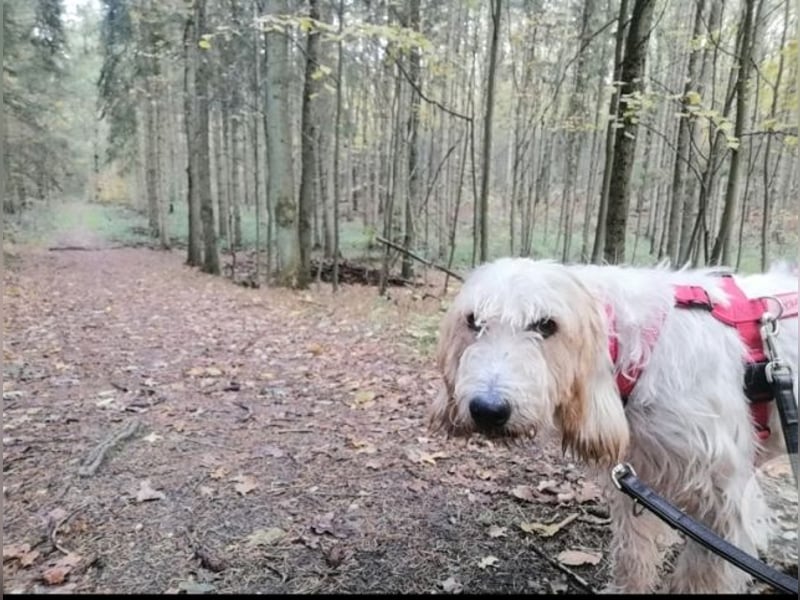 Faryd - (DRINGEND Pflegestelle gesucht) hätte er nicht endlich irgendwo ankommen dürfen?
