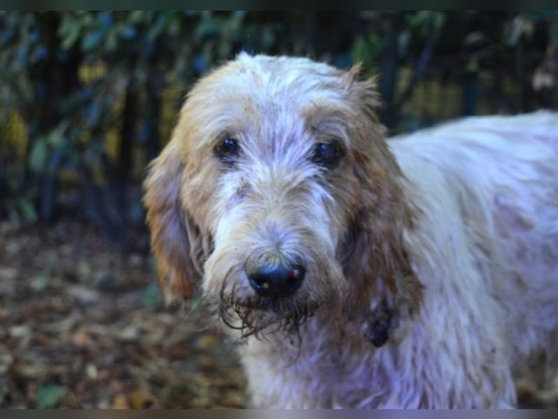 Faryd - hätte er nicht endlich irgendwo ankommen dürfen?