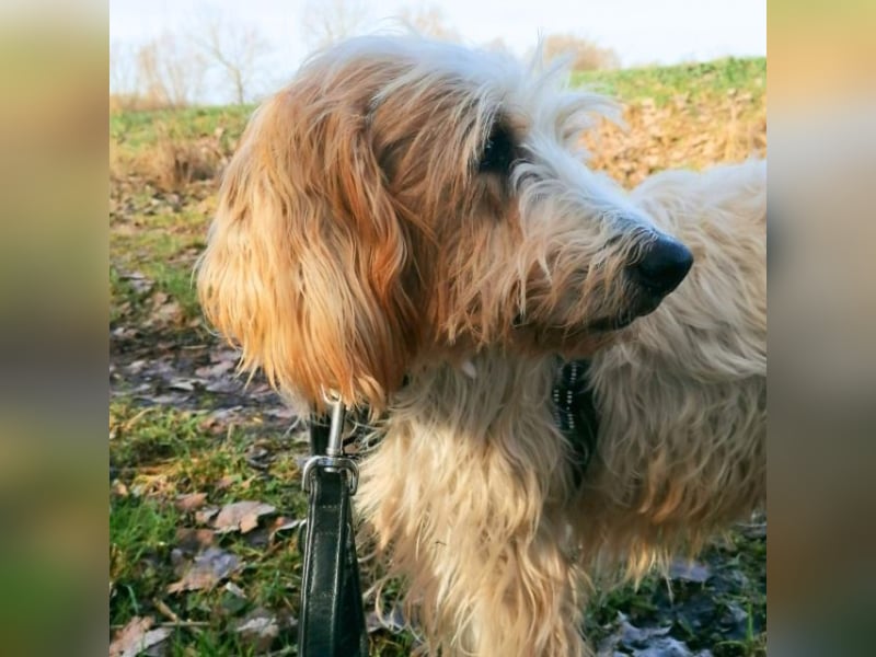 Faryd - hätte er nicht endlich irgendwo ankommen dürfen?