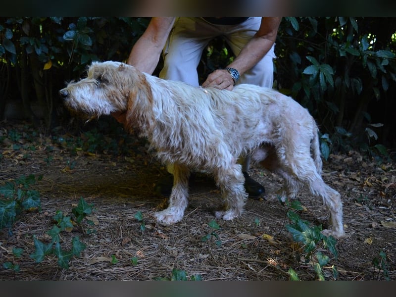 Faryd - (DRINGEND Pflegestelle gesucht) hätte er nicht endlich irgendwo ankommen dürfen?