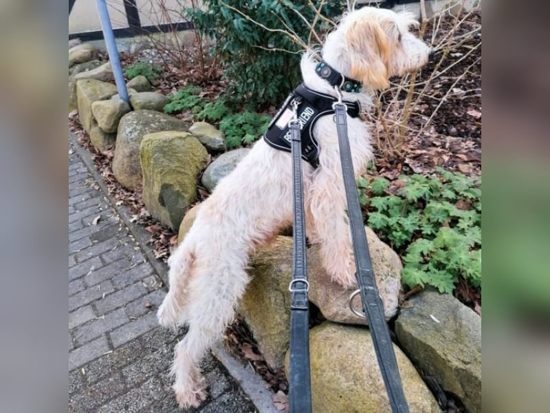 Faryd - hätte er nicht endlich irgendwo ankommen dürfen?