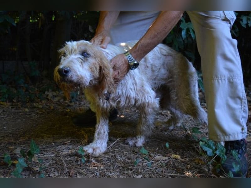 Faryd - hätte er nicht endlich irgendwo ankommen dürfen?