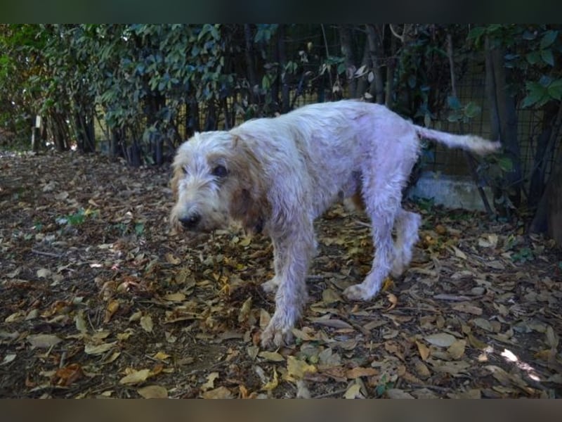 Faryd - hätte er nicht endlich irgendwo ankommen dürfen?