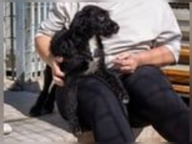 Reserviert - Bjork- eine schwarze Wuschelmaus mit dem Schalk im Nacken