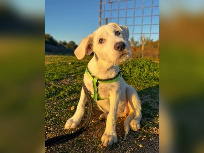 Clara - aus dem Pappkarton direkt in dein Herz