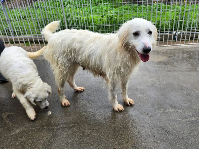 Unsere Schneeflocke möchte bei dir landen
