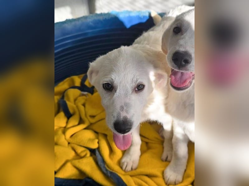 Knutschkugel Nuvola wartet auf dich !