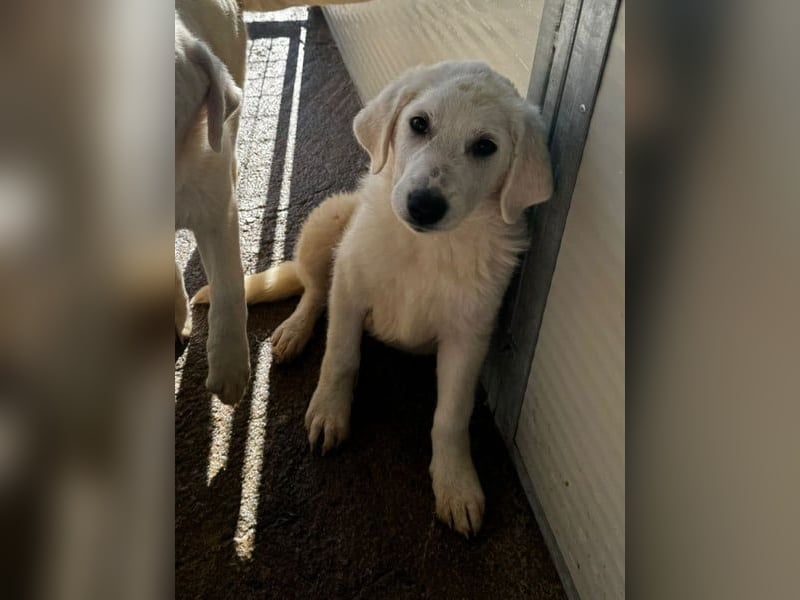 Knutschkugel Nuvola wartet auf dich !