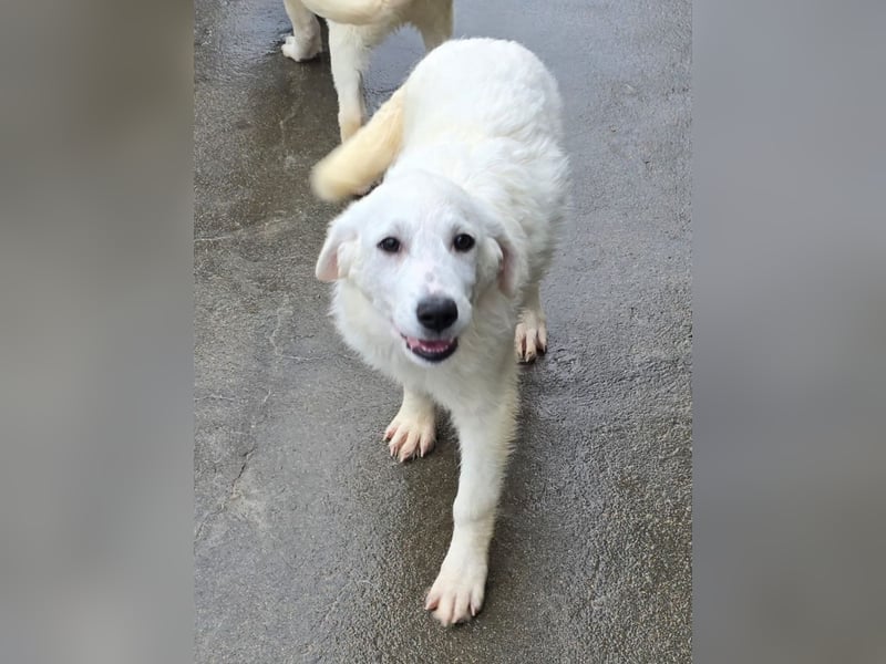 Knutschkugel Nuvola wartet auf dich !