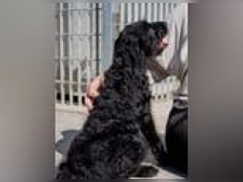 Reserviert - Bjork- eine schwarze Wuschelmaus mit dem Schalk im Nacken