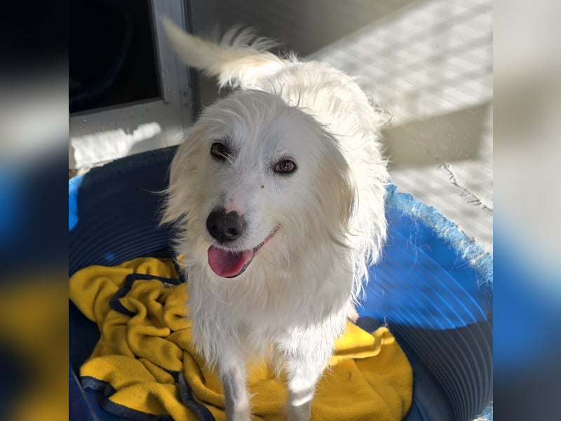 Unsere Schneeflocke möchte bei dir landen