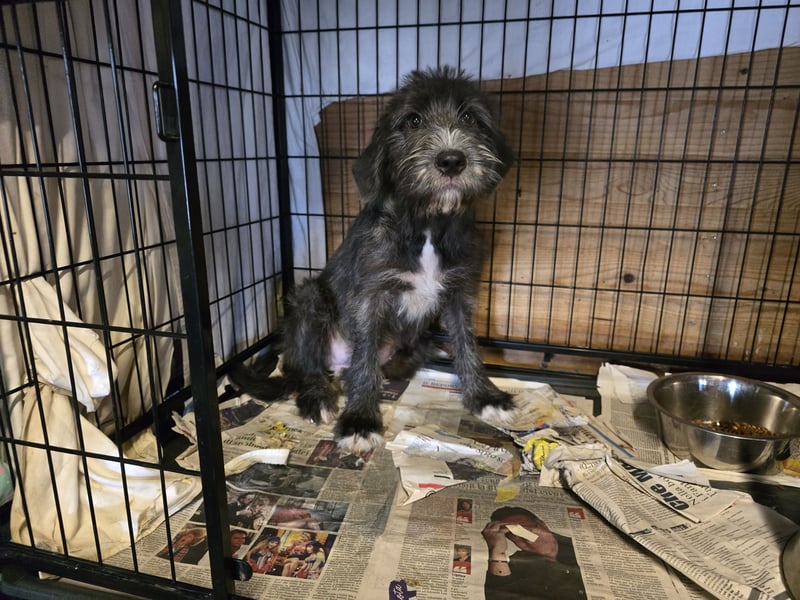 Astra: bereit für ihre eigene Familie