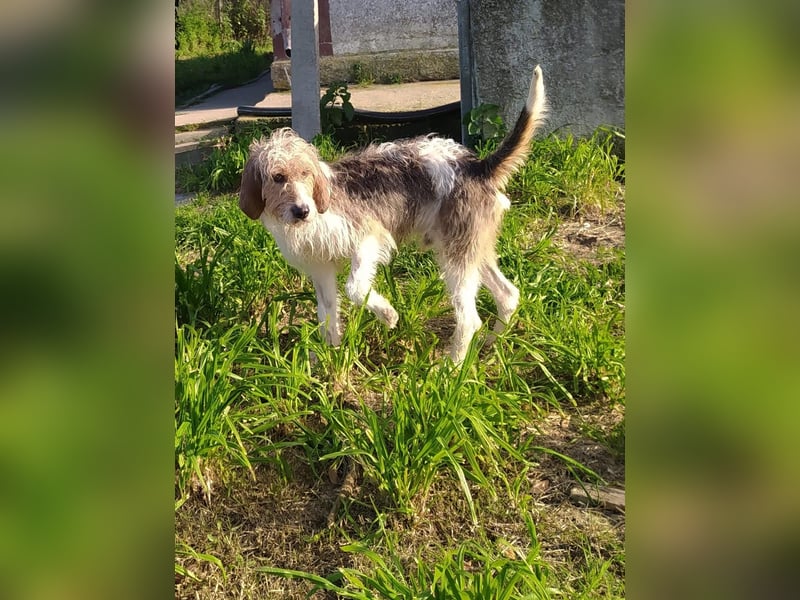 Frollo - ein geselliger, freundlicher Bub