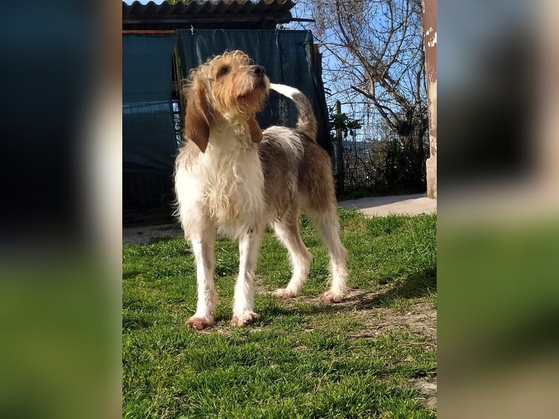 Frollo - ein geselliger, freundlicher Bub