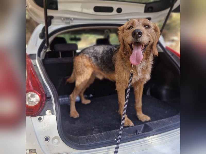 Rocky - endlich von der Kette befreit, möchte er jetzt bitte Familienhund werden