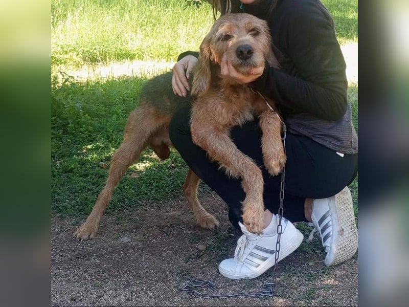 Rocky - endlich von der Kette befreit, möchte er jetzt bitte Familienhund werden
