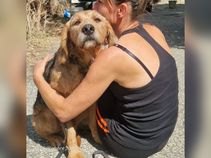 Rocky - endlich von der Kette befreit, möchte er jetzt bitte Familienhund werden