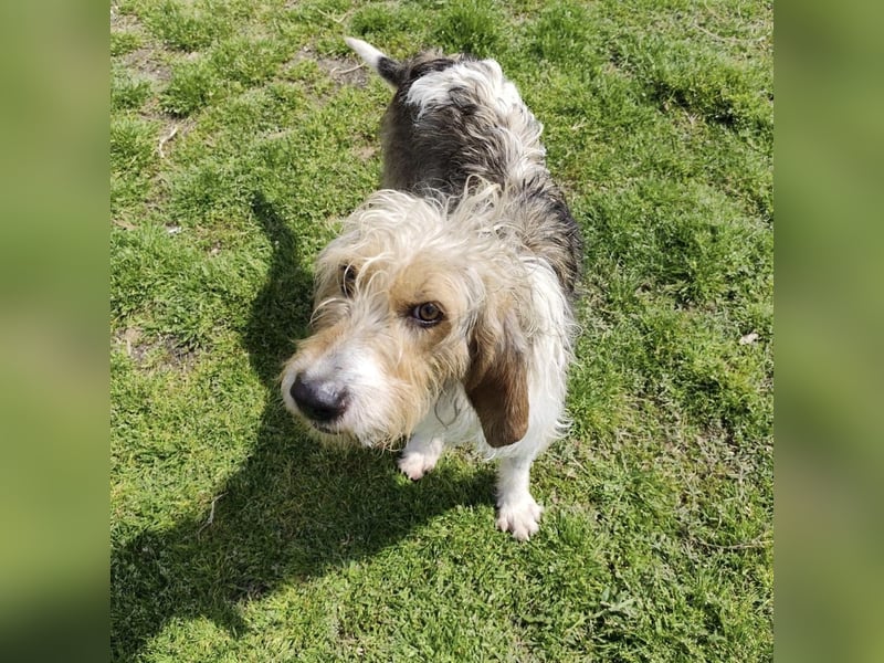 Frollo - ein geselliger, freundlicher Bub