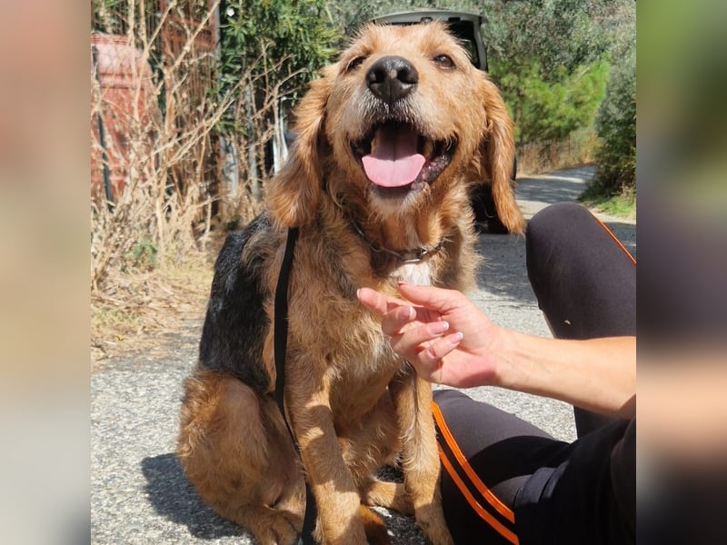 Rocky - endlich von der Kette befreit, möchte er jetzt bitte Familienhund werden