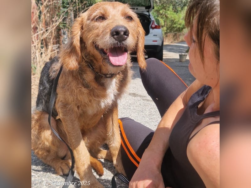 Rocky - endlich von der Kette befreit, möchte er jetzt bitte Familienhund werden