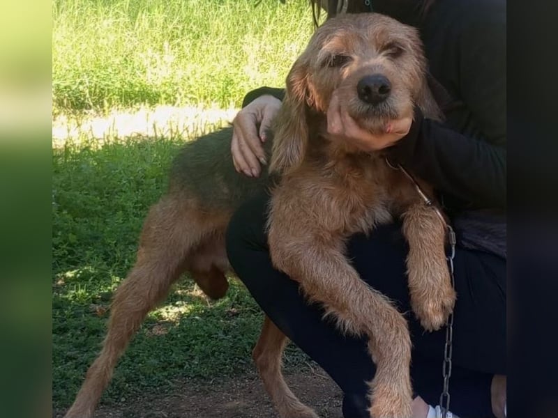 Rocky - endlich von der Kette befreit, möchte er jetzt bitte Familienhund werden