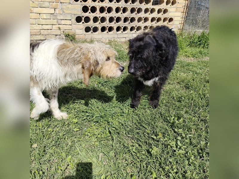 Frollo - ein geselliger, freundlicher Bub