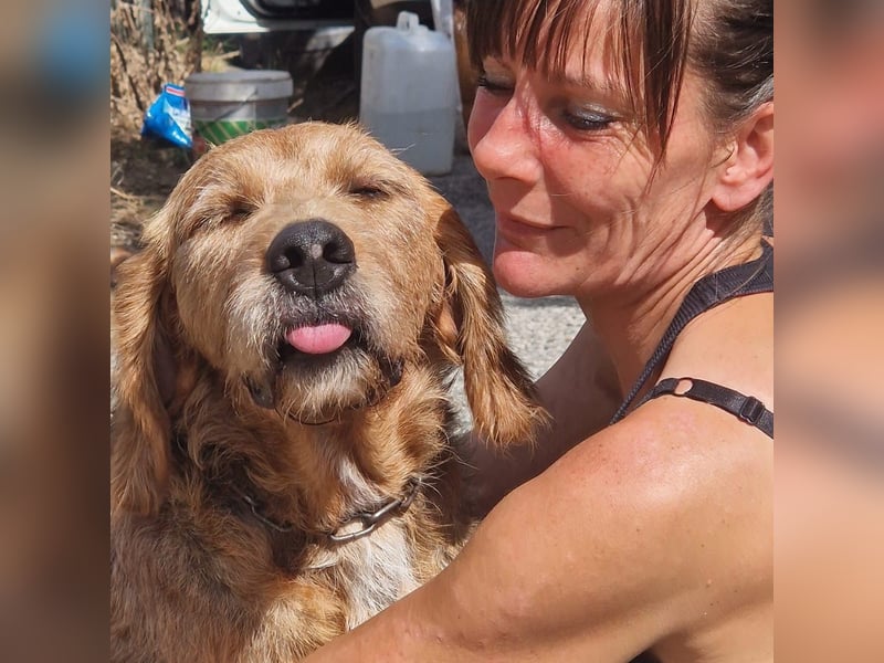 Rocky - endlich von der Kette befreit, möchte er jetzt bitte Familienhund werden