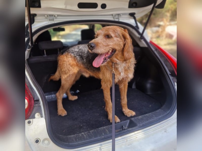 Rocky - endlich von der Kette befreit, möchte er jetzt bitte Familienhund werden