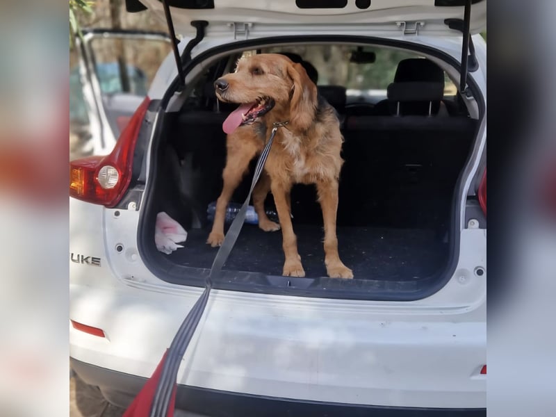 Rocky - endlich von der Kette befreit, möchte er jetzt bitte Familienhund werden