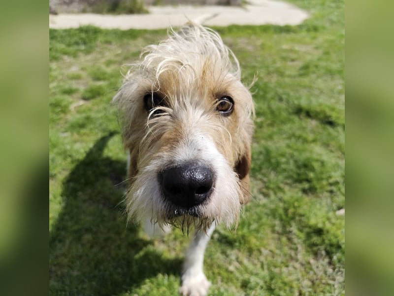 Frollo - ein geselliger, freundlicher Bub
