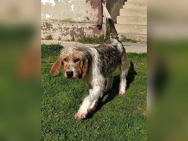 Frollo - ein geselliger, freundlicher Bub