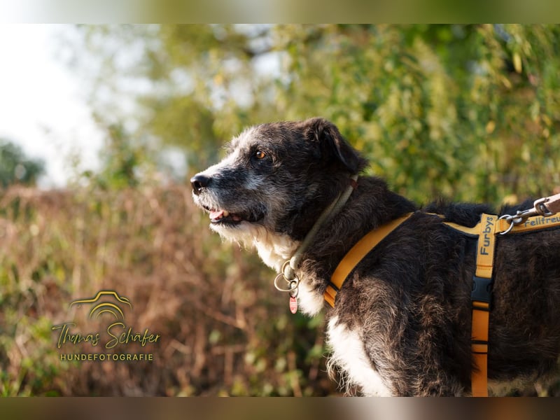 Luke: sanfter, ruhiger Begleiter