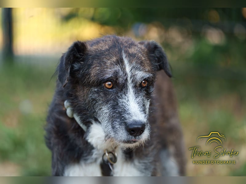 Luke: sanfter, ruhiger Begleiter
