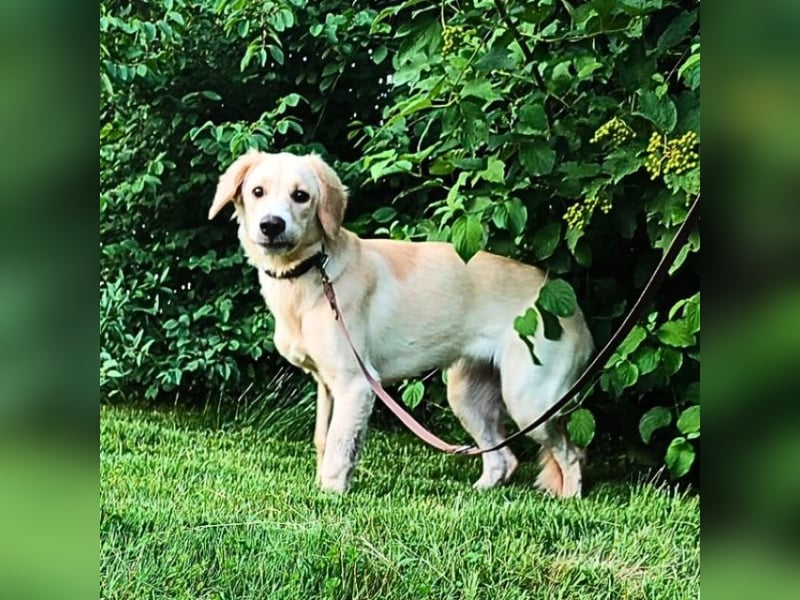 Neve - vorsichtig, anhänglich und bereit zu vertrauen