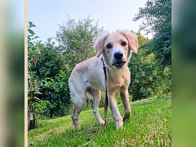 Neve - vorsichtig, anhänglich und bereit zu vertrauen