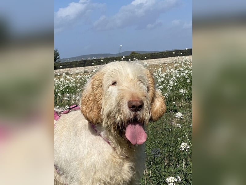 Nelly - Was macht man denn mit einem ausgedienten Jagdhund ?