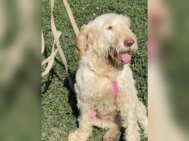 Nelly - Was macht man denn mit einem ausgedienten Jagdhund ?