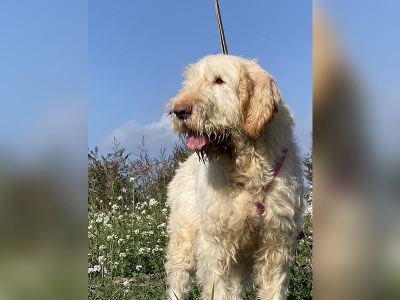 Nelly - Was macht man denn mit einem ausgedienten Jagdhund ?